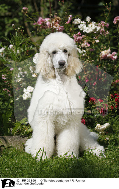 sitzender Gropudel / RR-36856