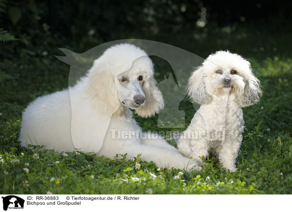 Bichpoo und Gropudel / Bichpoo and standard poodle / RR-36883