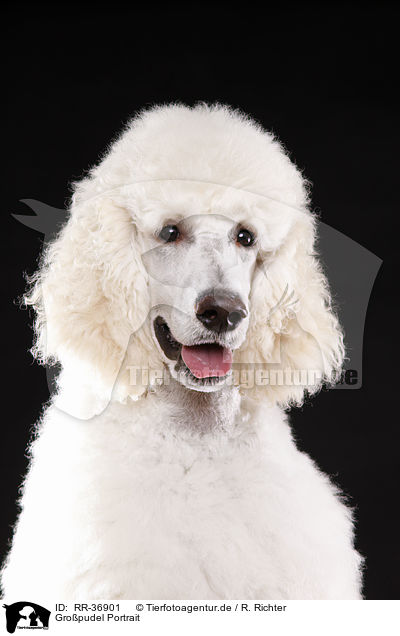 Gropudel Portrait / standard poodle portrait / RR-36901
