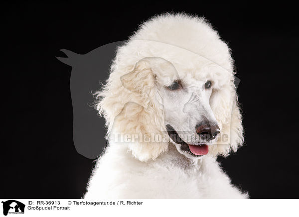 Gropudel Portrait / standard poodle portrait / RR-36913
