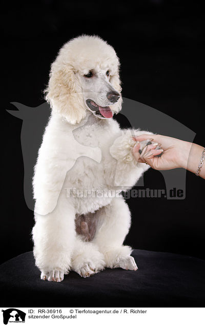 sitzender Gropudel / sitting standard poodle / RR-36916