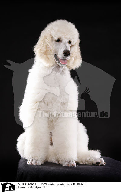 sitzender Gropudel / RR-36923