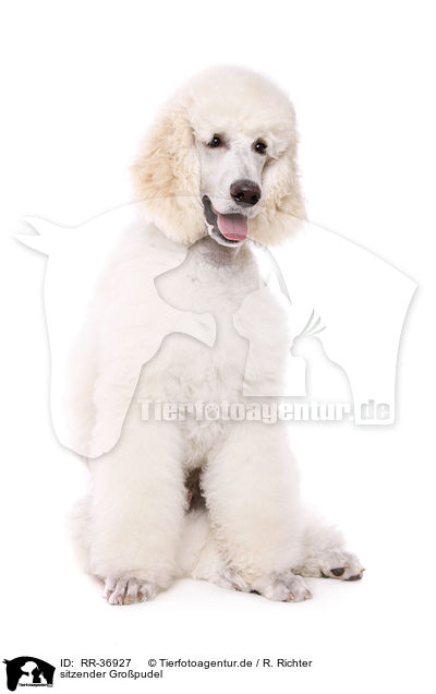 sitzender Gropudel / sitting standard poodle / RR-36927