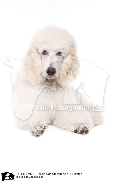 liegender Gropudel / RR-36931