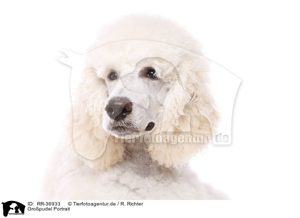 Gropudel Portrait / standard poodle portrait / RR-36933