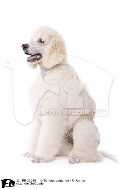 sitzender Gropudel / RR-36935