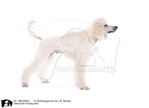 stehender Gro�pudel / standing standard poodle / RR-36941