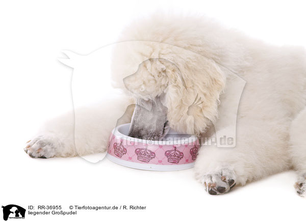 liegender Gropudel / lying standard poodle / RR-36955