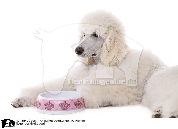 liegender Gropudel / lying standard poodle / RR-36958