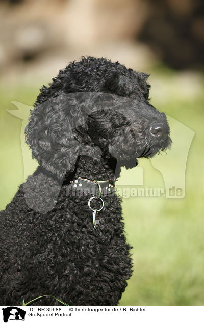 Gropudel Portrait / standard poodle portrait / RR-39688