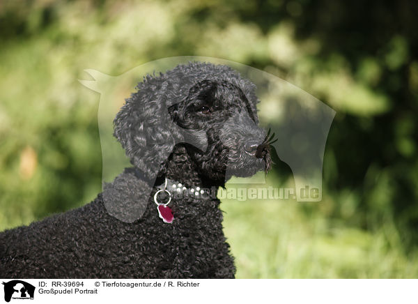 Gropudel Portrait / standard poodle portrait / RR-39694