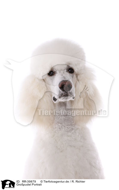Gropudel Portrait / standard poodle portrait / RR-39879