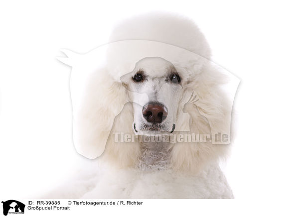 Gropudel Portrait / standard poodle portrait / RR-39885