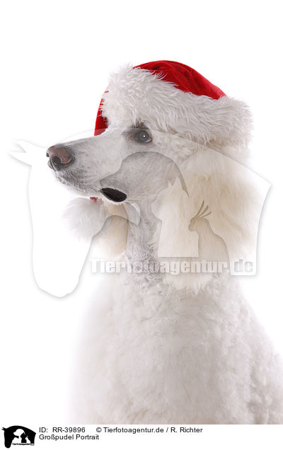 Gropudel Portrait / RR-39896