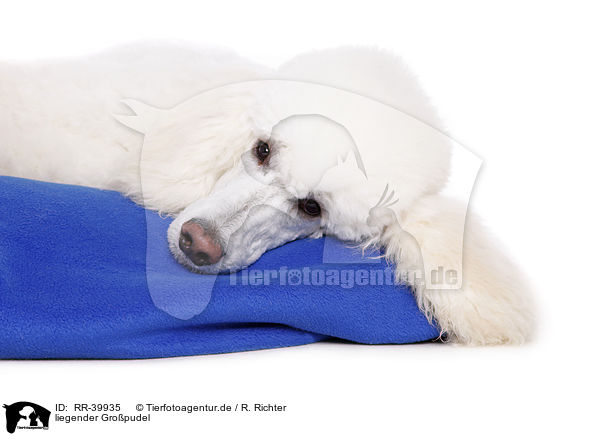 liegender Gropudel / RR-39935