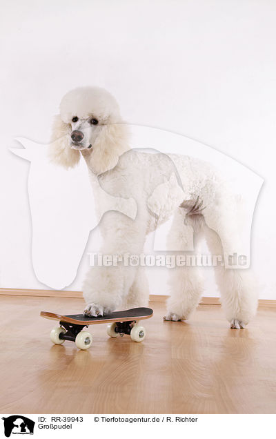 Gropudel / standard poodle / RR-39943