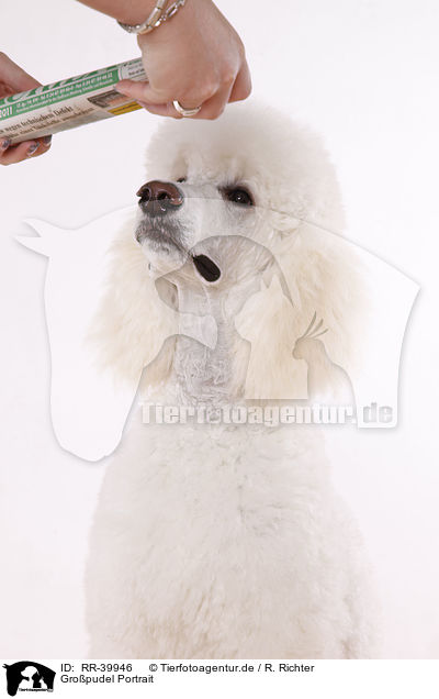 Gropudel Portrait / standard poodle portrait / RR-39946