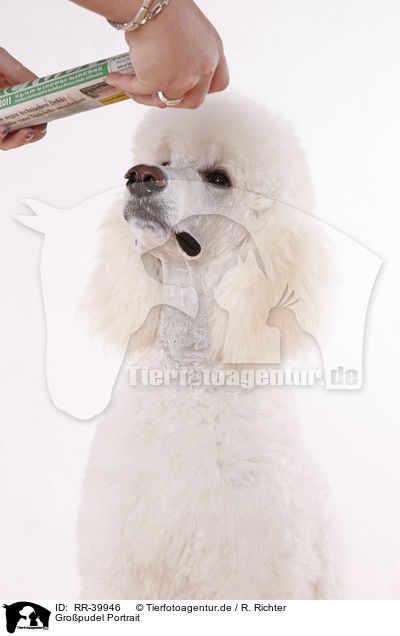Gropudel Portrait / RR-39946
