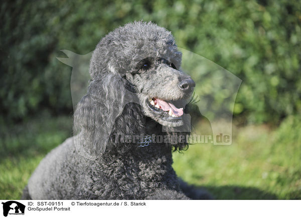 Gropudel Portrait / SST-09151