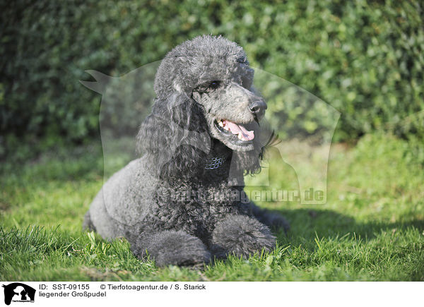 liegender Gropudel / SST-09155