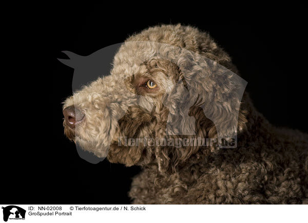 Gropudel Portrait / Grand Poodle portrait / NN-02008