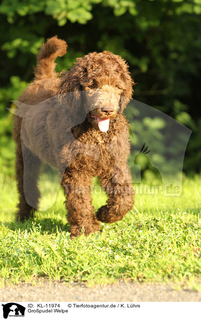 Gropudel Welpe / Poodle puppy / KL-11974