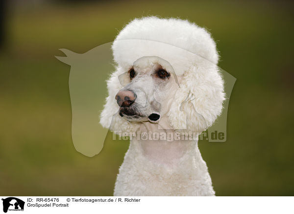 Gropudel Portrait / RR-65476