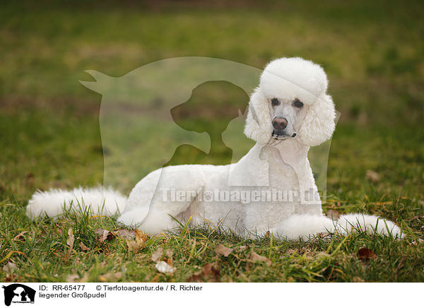 liegender Gropudel / RR-65477