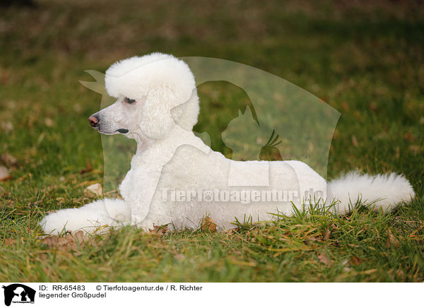 liegender Gropudel / RR-65483
