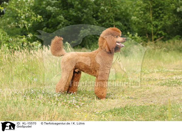 Gro�pudel / Giant Poodle / KL-15570