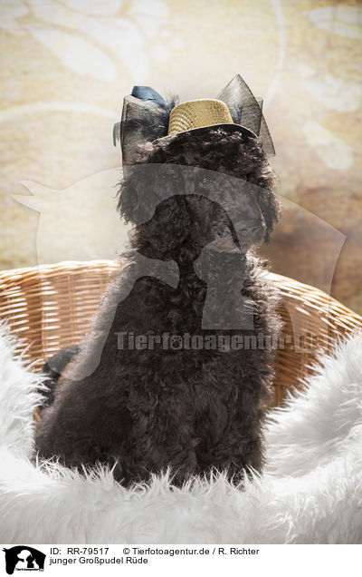 junger Gropudel Rde / young male royal poodle / RR-79517