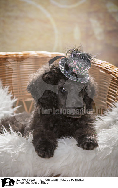 junger Gropudel Rde / young male royal poodle / RR-79528