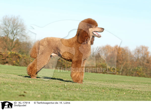 Gro�pudel / Giant Poodle / KL-17614