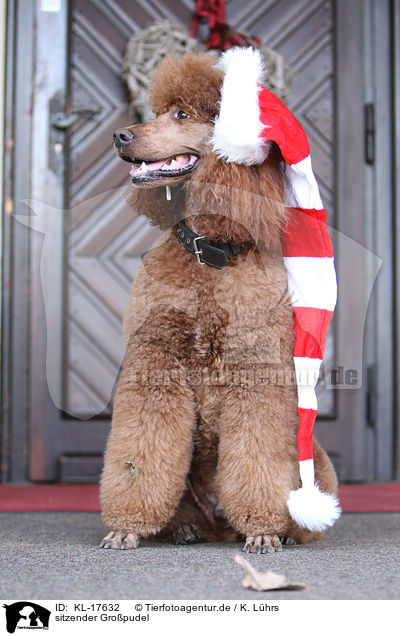 sitzender Gropudel / sitting Giant Poodle / KL-17632