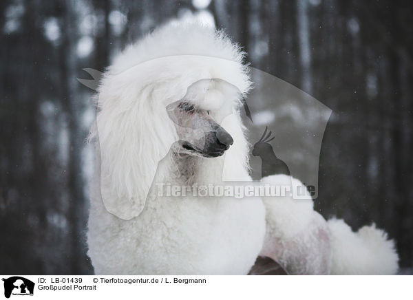 Gropudel Portrait / LB-01439