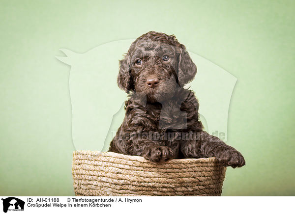 Gropudel Welpe in einem Krbchen / Giant Poodle Puppy in a basket / AH-01188
