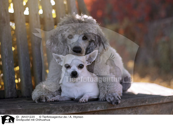 Gropudel mit Chihuahua / AH-01220