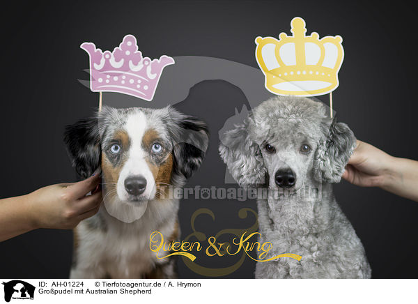 Gropudel mit Australian Shepherd / AH-01224