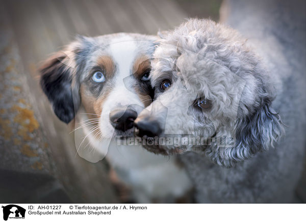 Gropudel mit Australian Shepherd / AH-01227