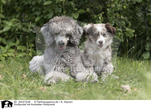 Gropudel mit Australian Shepherd / AH-01229