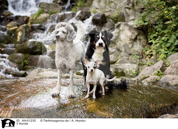 3 Hunde / AH-01235