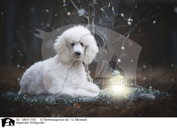 liegender Gropudel / lying Giant Poodle / UM-01163