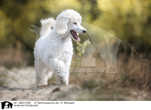 laufender Gro�pudel / walking Giant Poodle / UM-01256