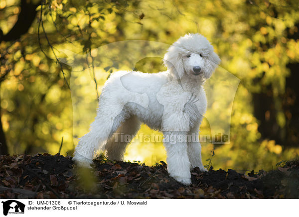 stehender Gro�pudel / standing Giant Poodle / UM-01306