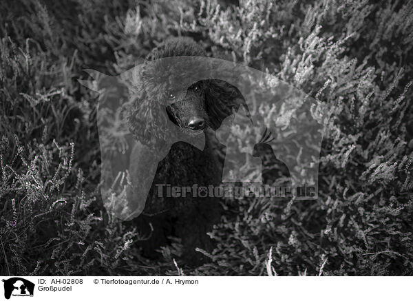 Gro�pudel / Giant Poodle / AH-02808