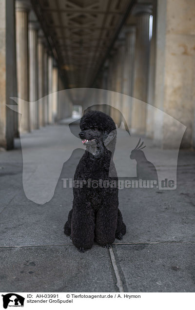 sitzender Gropudel / sitting Giant Poodle / AH-03991
