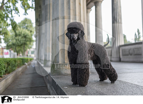 Gropudel / Giant Poodle / AH-03998