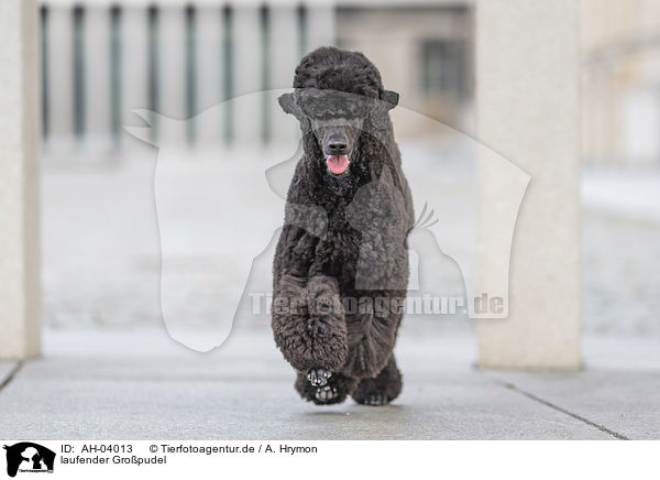 laufender Gropudel / walking Giant Poodle / AH-04013