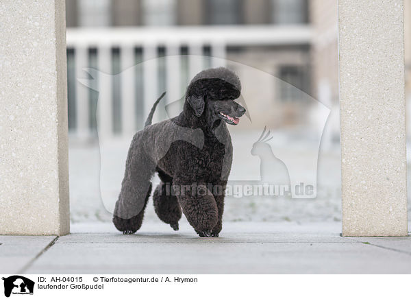 laufender Gropudel / walking Giant Poodle / AH-04015