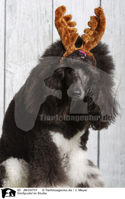 Gropudel im Studio / Giant Poodle in studio / JM-09707